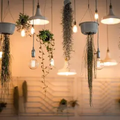 Colgantes plantas y lámparas Edison, creando un cálido espectro luz led.